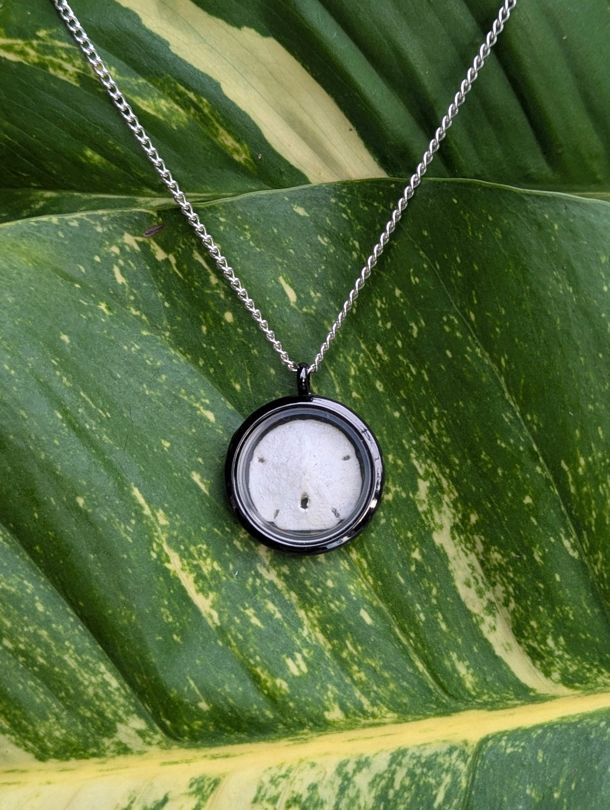 Itty Bitty Sand Dollar Locket Necklace!