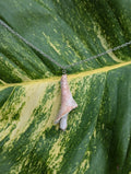 Coral Lace Shell Shroom Necklace!